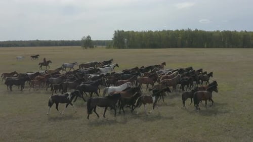 Wild Horses Running Freely Across Open Field