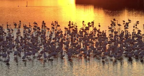 A Flock of Pink Flamingos Living on Salt Lakes at Sunset Life of Wild Birds in Nature Drone View of