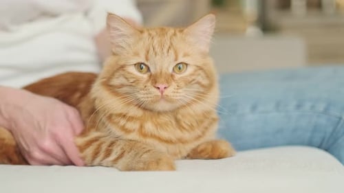 Ginger Cat Being Pet Indoors at Home