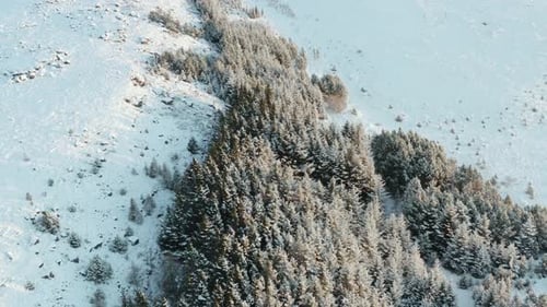 Stretch of pine trees covered in snow in winter scenery of Iceland