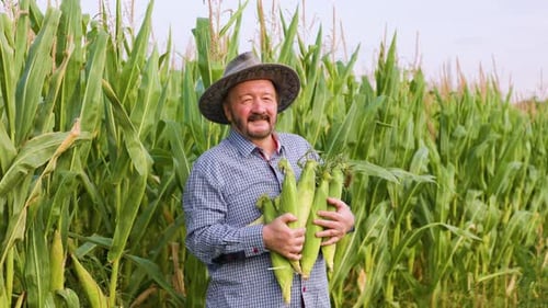 Side View Proudly Standing Elder Farmer Holding Corn Crop Turns Head and Looking at Camera