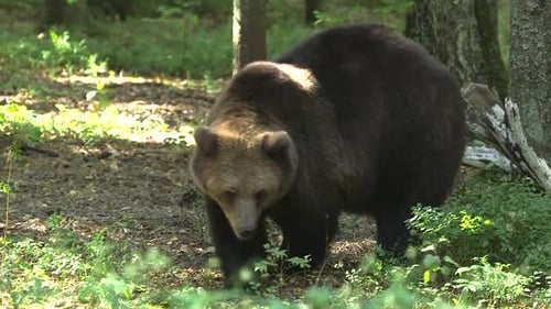 Big Brown Bear Walks in the Forest and Eats Something.