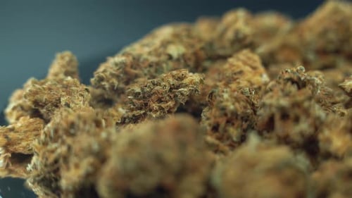 dreamy video of a cannabis plant, marijuana dry yellow flowers, hybrid strains Amnesia sativa, rotat