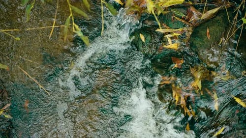 Stream Water Swirling Around Mossy Rocks Shallow Creek Flow Mixing with Fallen Yellow Leaves Moving