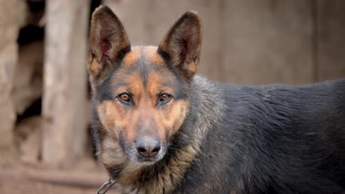 Dog Looking at Camera in Rural Setting