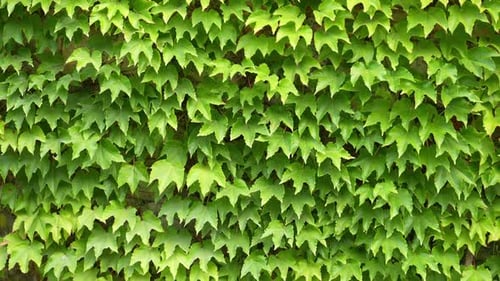 Die
Wand ist mit üppigen grünen Blättern bedeckt. Natürliche Florentextur von Wildefeu
im Freien