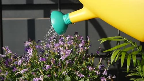 A Bright Yellow Watering Can is Watering Beautiful Purple Flowers in a Lush Garden