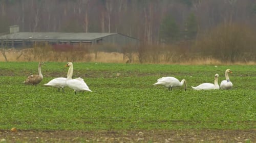 White mute swan (Cygnus olor) group relaxing and watching in green rape field in overcast spring day