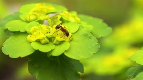 Wechselblättriger goldener Steinbrech mit winziger rötlicher Ameise. Die Wildblume ist rückläufig, genauso geeignet wie wir