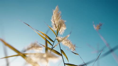 Close Up of Reeds Against Blue Sky