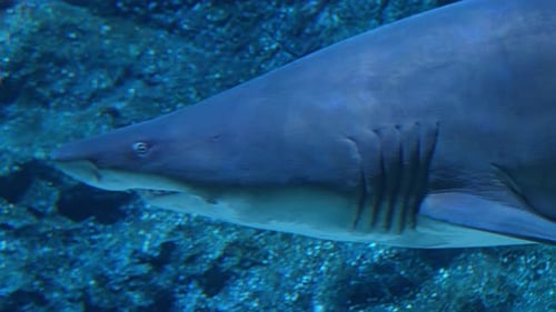 Closeup of Great White Shark Swimming Underwater Carcharodon Carcharias
