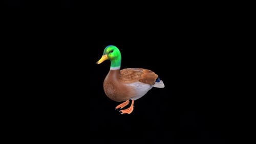 3D Animated Mallard Duck Walking Loop