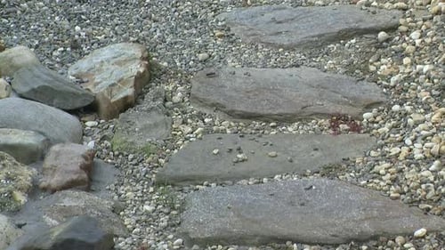 Stepping stones and gravel of a path through a Japanese garden.
