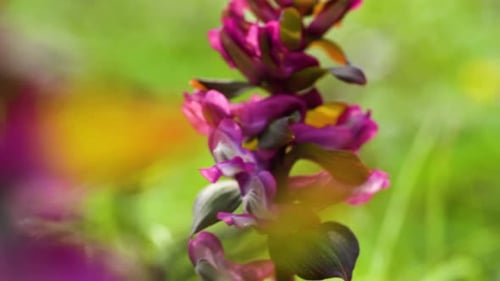 Vista macro de la inflorescencia de Corydalis cava en color rosa feliz. Efímera primavera de floración temprana
w