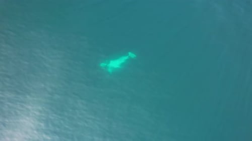 Humpback Whale In Clear Blue Ocean - Aerial Top Down