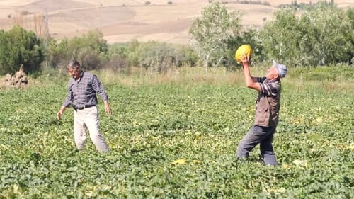 Men Toss Melon in Agricultural Field on Sunny Day