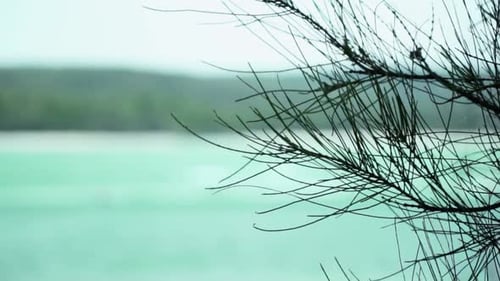 Foliage With Blurry Calm River In Background During Summertime. - Selective Focus Shot