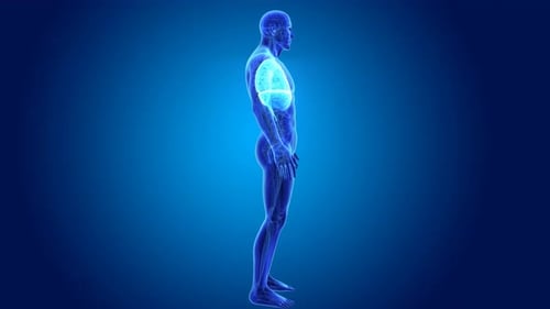 3D Human Anatomy Animation of Lungs and Diaphragm