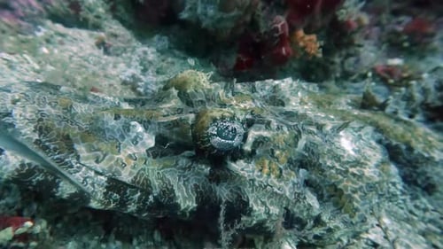 Crocodile fish eye detail