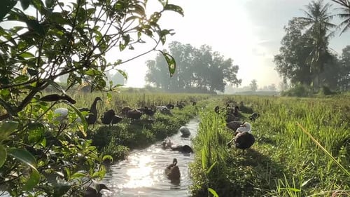 normal duck farming in rural areas
