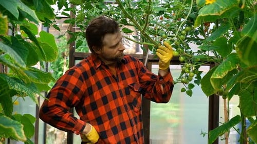 Man Inspecting Tomato Plants in Greenhouse