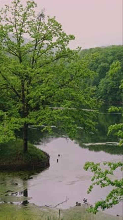 Experience the Beauty of the Serene Green Lakeside During the Enchanting Spring Season