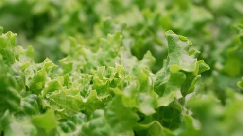 Smart Hydroponic Farm Grows Crisp Lettuce Without Soil Pesticides Greenhouse