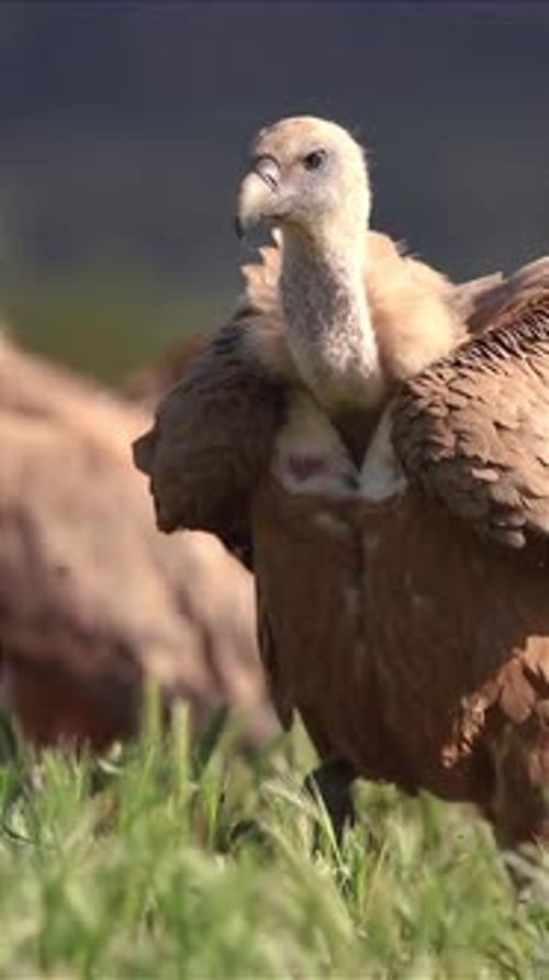 view of Eurasian griffon vultures running