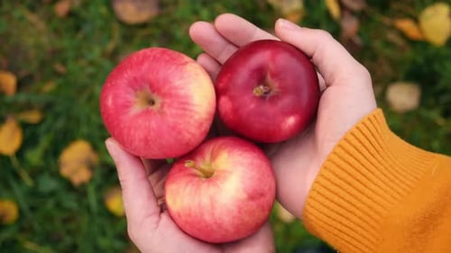 Farmer's Hand Holding Big Red Apples on Apple Basket Background Apple Orchard Harvesting Picking