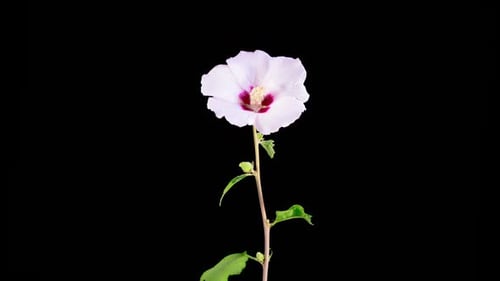 Pink Flower Blossom on Black Background