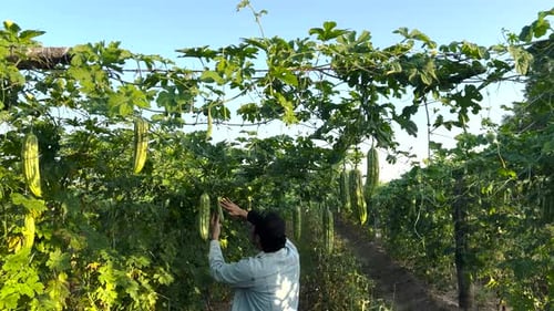Farm worker checking Bitter Gourd in the field
