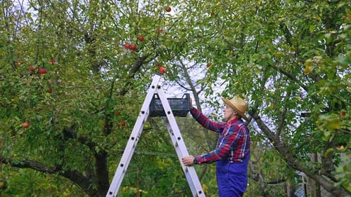 Man Harvesting Apples on Ladder in Orchard