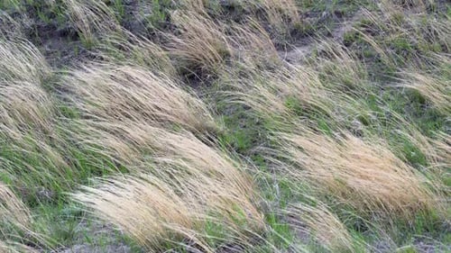 Prairie grass slowmotion close-up blowing in the wind