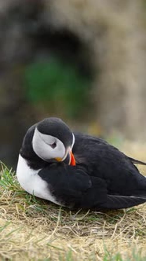 Vertical Screen Atlantic Puffin Sitting on Cliff Top in Iceland Nature Wildlife Shot Cute Bird in