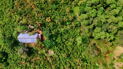 Einzelhäuschen, das sich im dichten Wald versteckt. Drohnenaufnahmen über dem grünen Regenwald mit Palmen
.