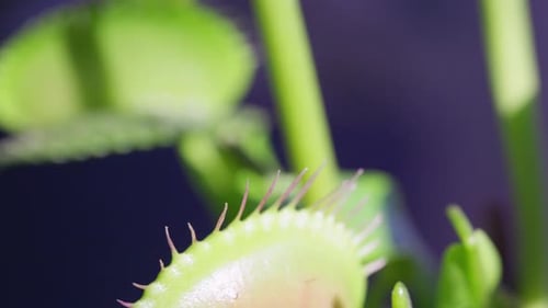 Nahaufnahmevideo der Blätter der Venus Flytrap-Pflanze.