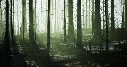Mysterious Woods Illuminated By Soft Sunlight Filtering Through Tall Trees