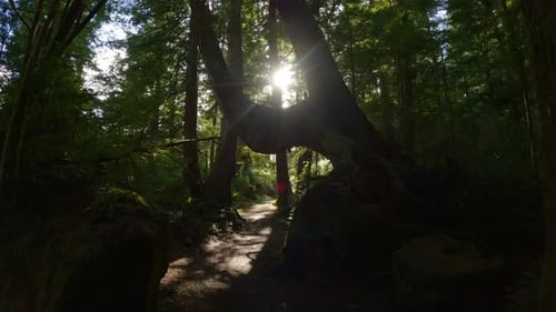 Scenic Hiking Trail in the Rainforest with Vibrant Green Trees