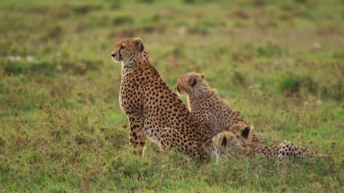Cheetah Mother and Cubs Watchful in the African Grasslands Safari