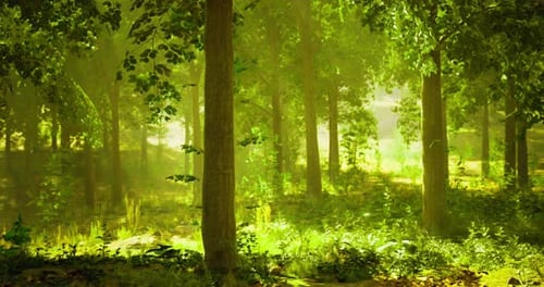 Sunlight Filters Through Trees in a Peaceful Forest Setting