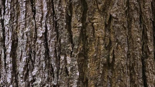 Closeup of tree bark scrolling vertically, endlessly. Looping. Clip A