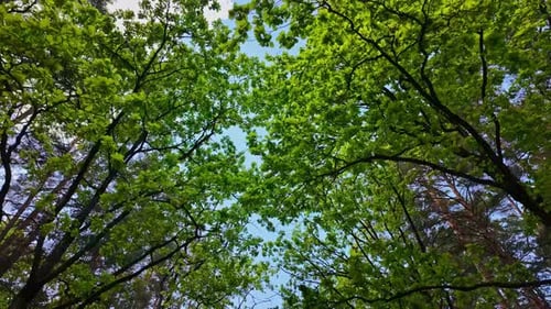 Looking up to the trees