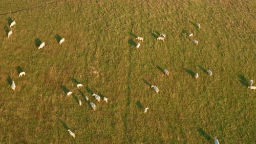 Domestic Cows Eat Grass on Meadow to Provide Milk to Farmers