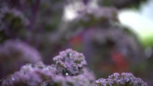 Chou frisé violet dans un jardin