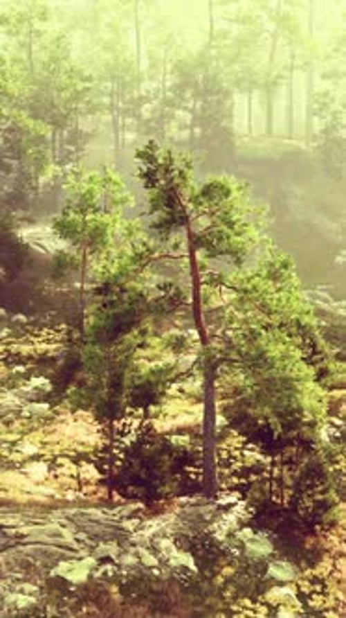 A Lush Green Forest Filled with Tall Trees