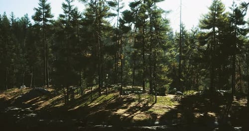 Forest Landscape with Sunlight Filtering Through Tall Trees in Morning
