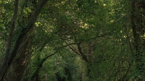 Tropical Jungle With Dense Trees On Mountain Hike Trail Near Sisalde In Arteixo, Galicia Spain. Pull