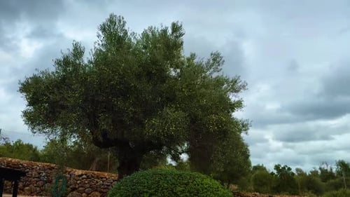 Olive trees.