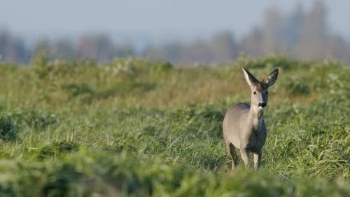 Common wild roe deer perfect closeup on meadow pasture autumn golden hour light