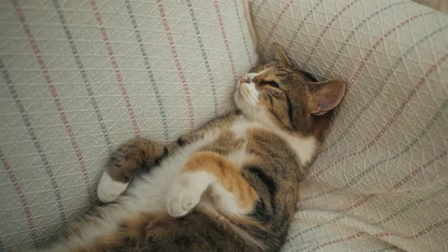 Tabby Cat Sleeping Comfortably Indoors on a Cushion